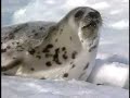Beater Seals Playing on the Ice