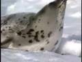 Beater Seals Playing on the Ice