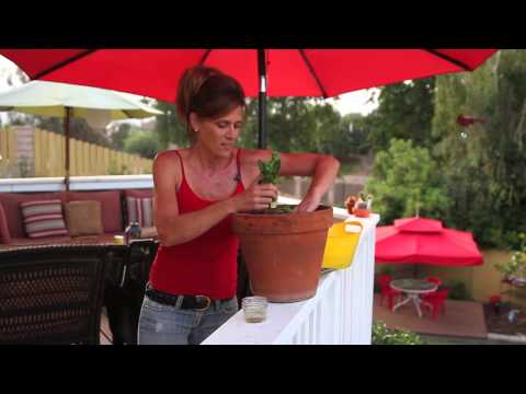 how to transplant iceberg lettuce