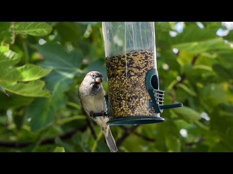 This is how you can attract wild birds in your backyard – mbirdTraining