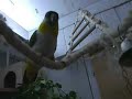 Vogelzimmer impressionen