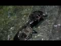 videos de Balztanz der Schildkröte
