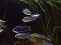Protomelas marginatus - A Solha do Malawi