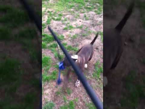 Split AKC Bull Terrier playing with tether toy