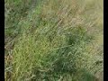 babe gallopin :L