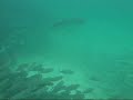 barracuda barracuda