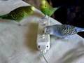 Budgies vs Wiimote