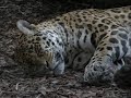 HowTo: Jaguar making new cute little baby Jaguar