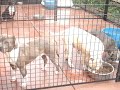 GOTT-PITS YARD GOTT-PITS YARD