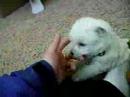 when little puppies bite back...
