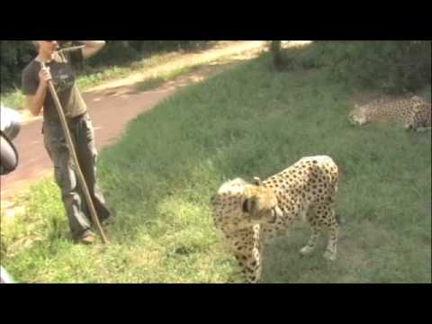 CHEETAHS IN AFRICA ^