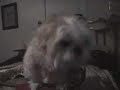Shih Tzu Talking Dog