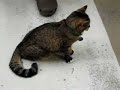 Fup, store cat at Powell\