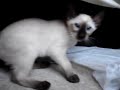 My cats fighting