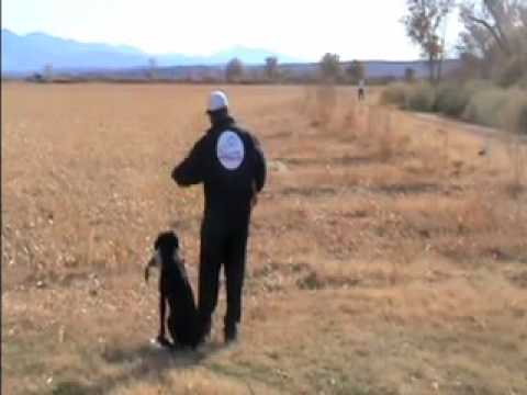 Hunting Labrador Retriever – Field marking drill