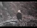 Bald eagle 4 27 2009 9 24 34 AM