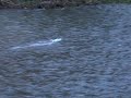 First river run First river run