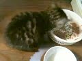Click here to watch this video 子猫たんお食事中 a Kitten is having a meal