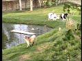 early-spring-at-next-day-organics-rabbitry.html