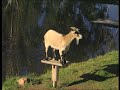 ヤギにとび蹴りを入れるウサギｗのサムネイル3