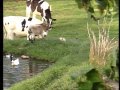 Rabbit Attacks Goat