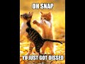 Caturday Vol. V Caturday Vol. V