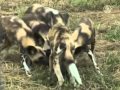 Αφρικανικοί Άγριοι Σκύλοι επιστρέφουν στην φύση