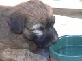Wheaten puppies at 6 weeks