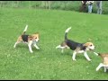 Treffen BUD 2008 - running beagles
