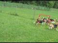 Treffen BUD 2008 - running beagles