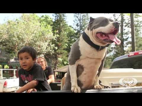 What is an American Bully? | FreakShowBullys.com What is an American Bully? | FreakShowBullys.com