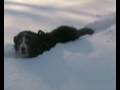 videos de Berner in the snow