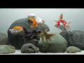 A Layout for Fancy Goldfish