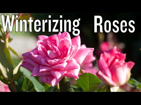 how to care knockout roses