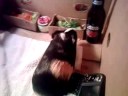 gunea pig eating gunea pig eating
