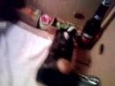 gunea pig eating