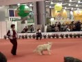 canine freestyle jessie move it