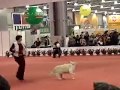 canine freestyle jessie move it