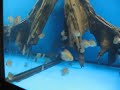 Breeding Wild Caught Blue Manacapuru Discus Day 31 Breeding Wild Caught Blue Manacapuru Discus Day 31