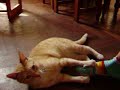 Wild Cat 2 Wild Cat 2