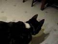 Akita Inu video