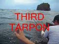 Tarpon Fishing Part 1 Trinidad And Tobago Tarpon Fishing Part 1 Trinidad And Tobago