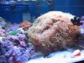 my 40 gallen reef tank
