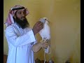 طير نادر لونه أبيض كامل