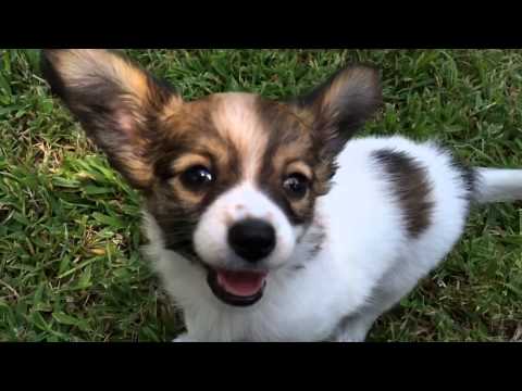 AKC Papillon Female Puppy