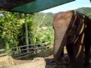 Thailand Elephant Chieng Mei