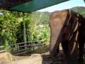 Thailand Elephant Chieng Mei