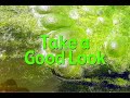 Algae Farming Technology for Florida Bio Diesel BioFuel Fuel Production