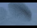 Flock of starlings murmuring in amazing numbers