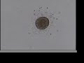 fertilization of sanddollar eggs
